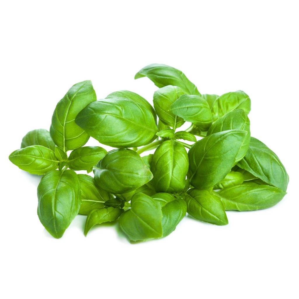 Fresh basil