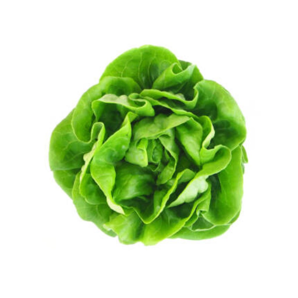 Fresh Lettuce