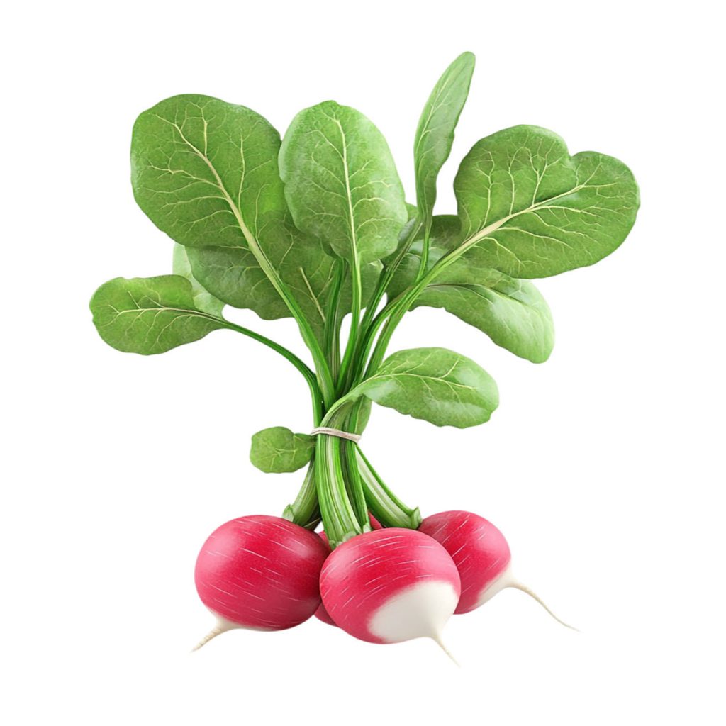 Red radish