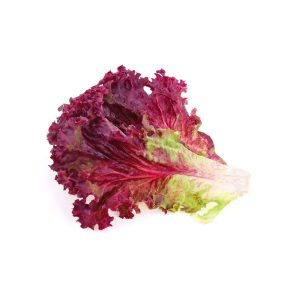 Red Leaf Lettuce
